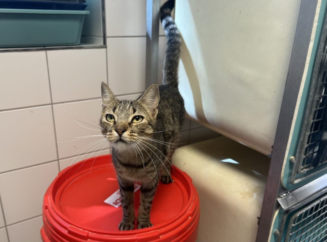 Papouillette - Chat Européen à adopter - photo 2
