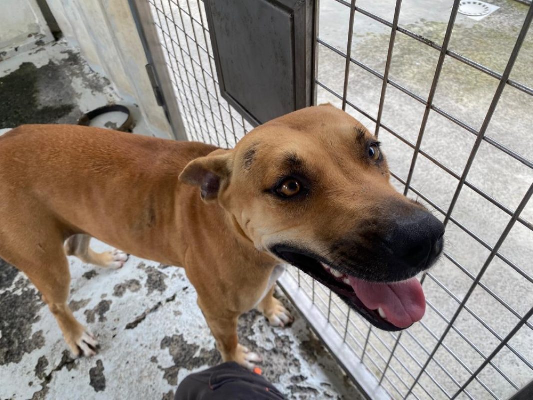 Kana - Chien à adopter