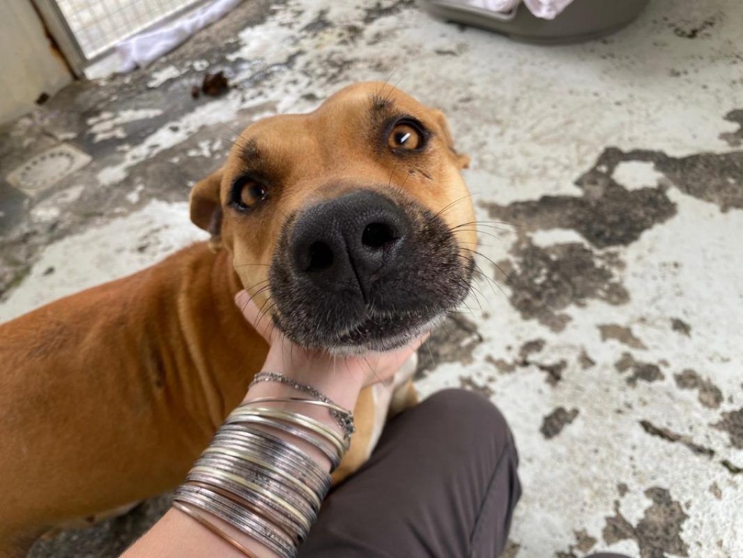 Kana - Chien à adopter - photo 2
