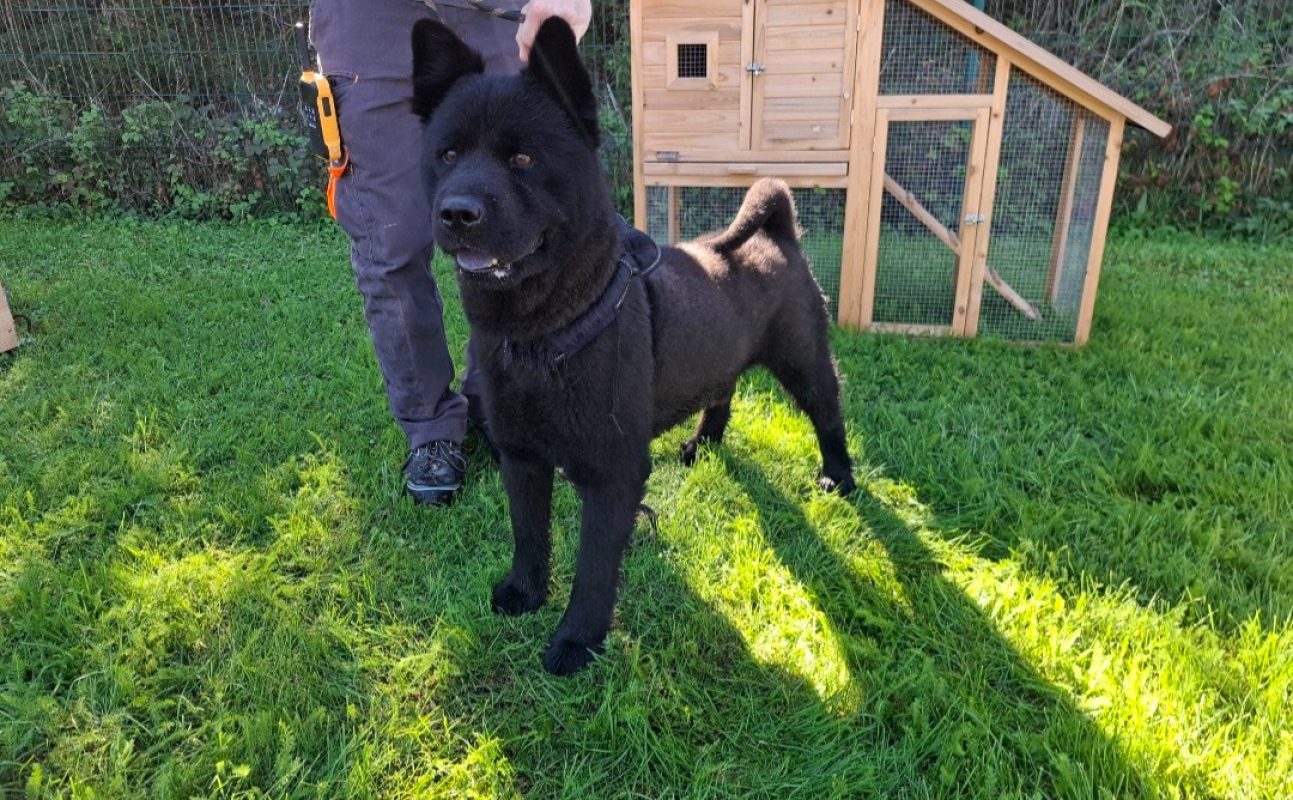Jack - Chien à adopter
