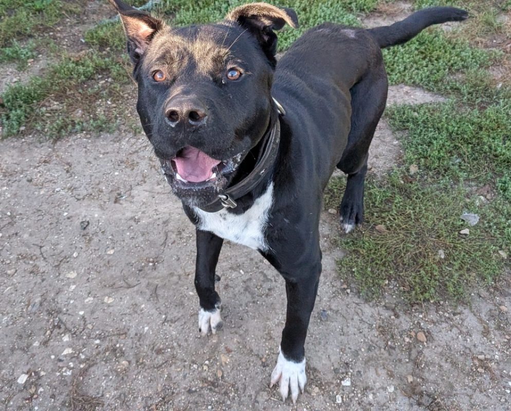 Boby - Chien à adopter