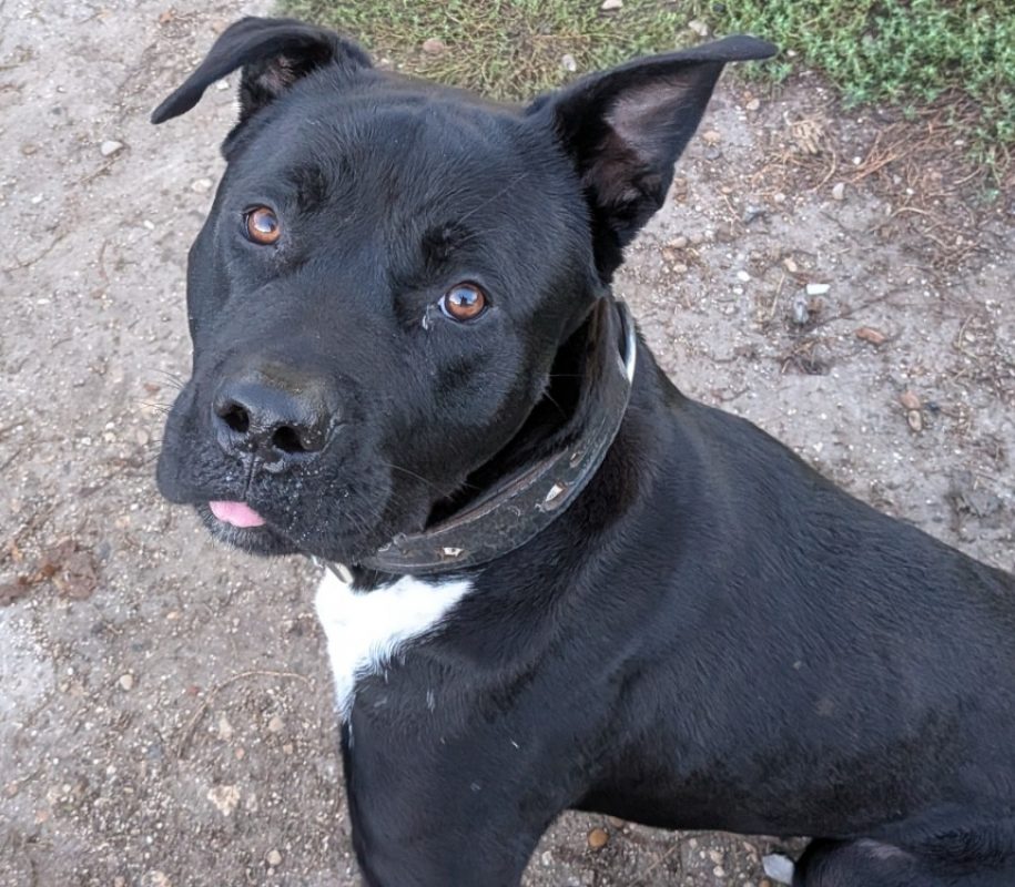 Boby - Chien à adopter - photo 2