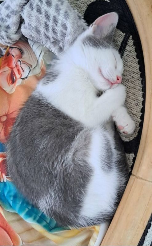 yoco 3 mois - Chat à adopter - photo 3