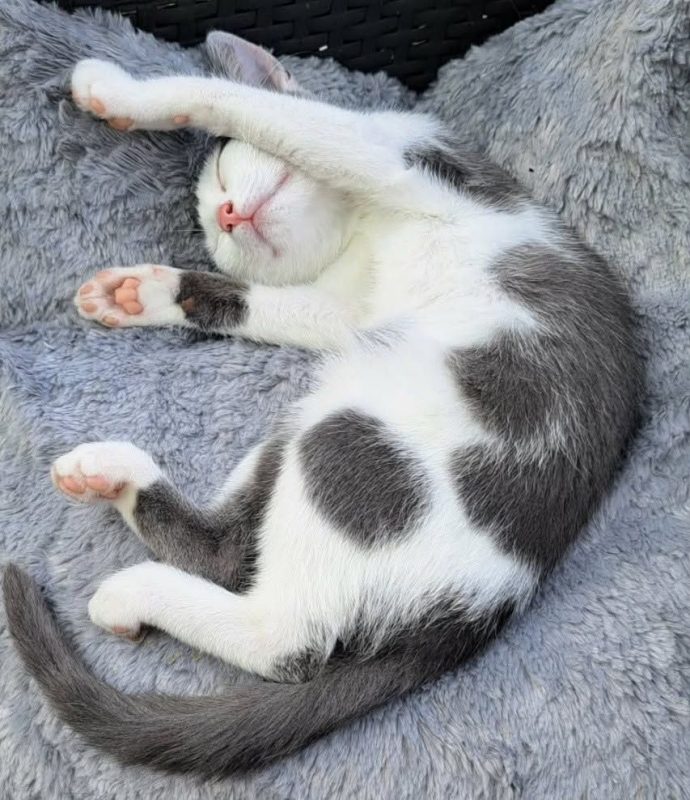 yoco 3 mois - Chat à adopter - photo 2