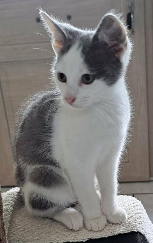 yoco 3 mois - Chat à adopter