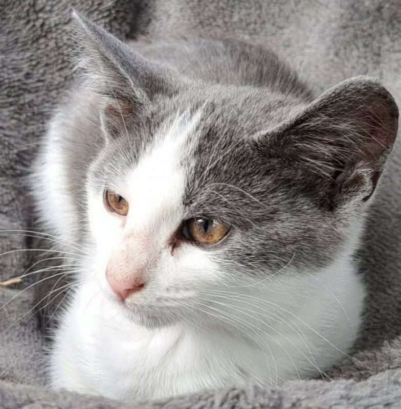 enid 3 mois - Chat à adopter - photo 4