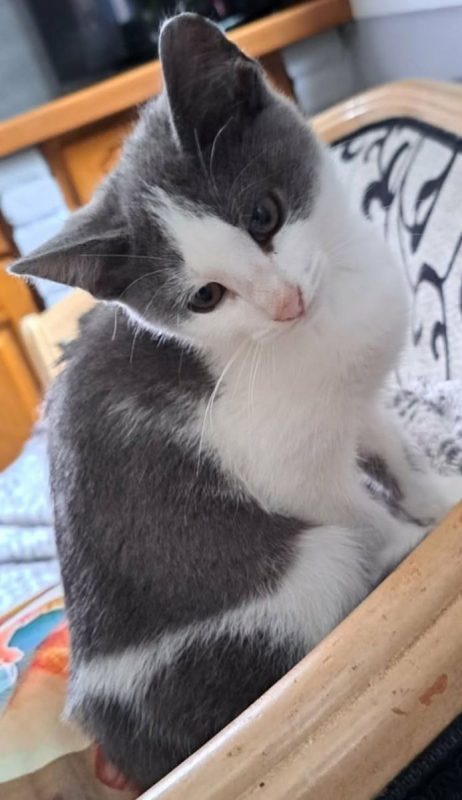 enid 3 mois - Chat à adopter - photo 2