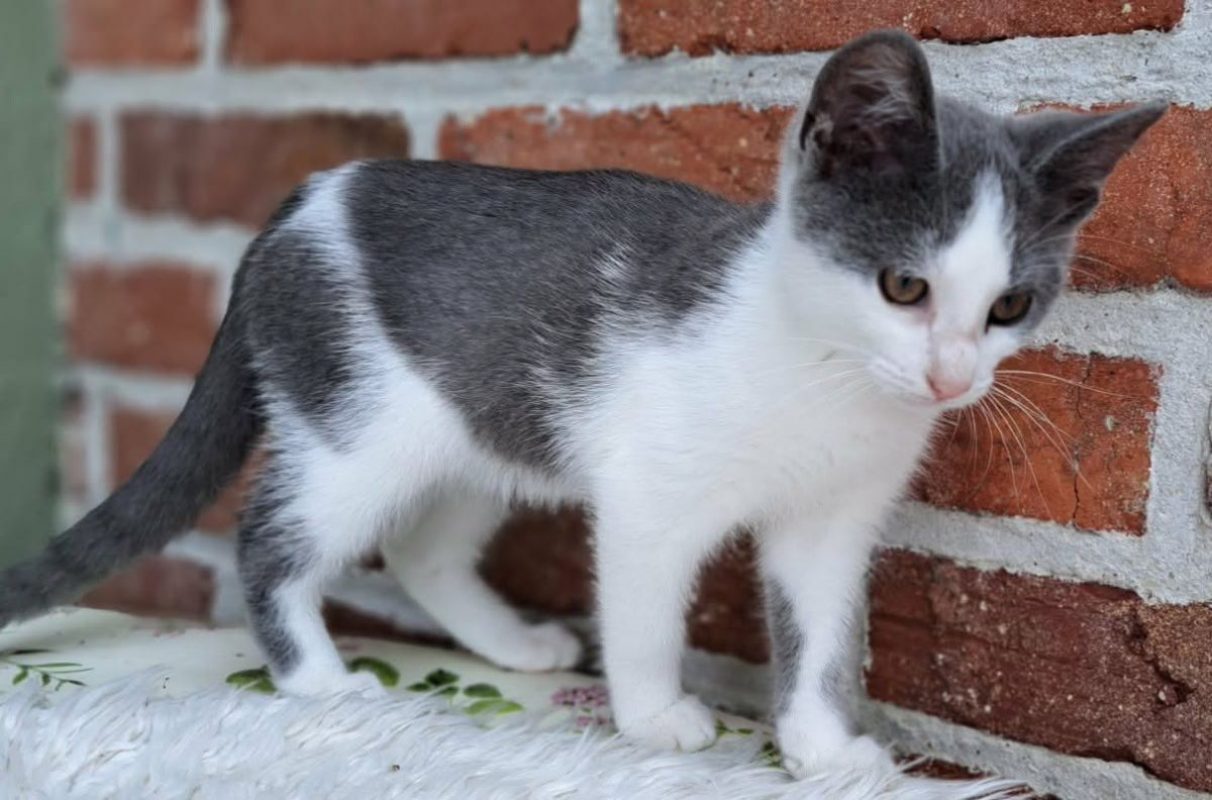 enid 3 mois - Chat à adopter
