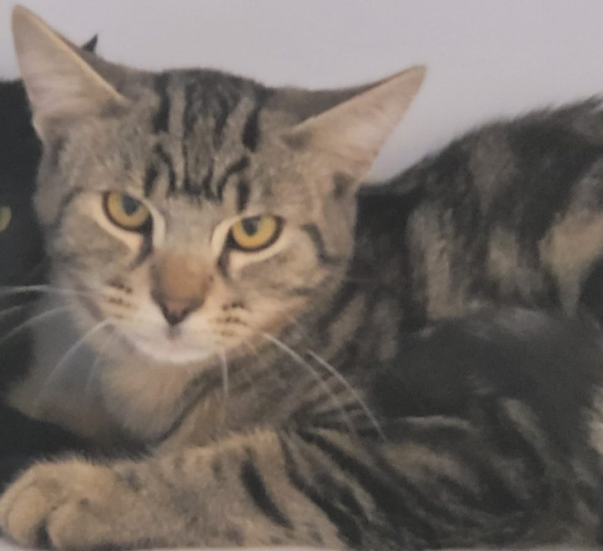 Portos - Chat Européen à adopter