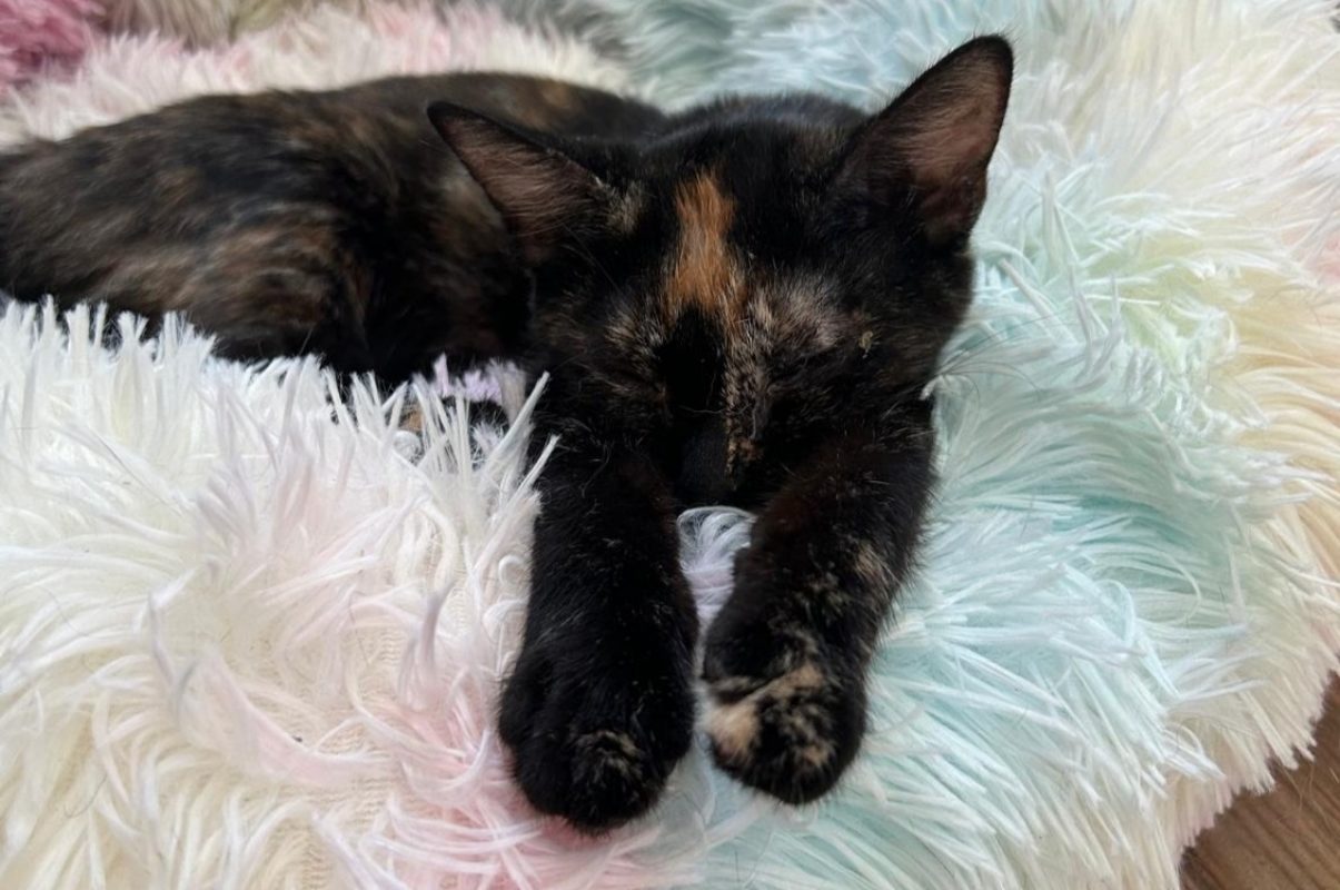 Artemis - Chat Européen à adopter