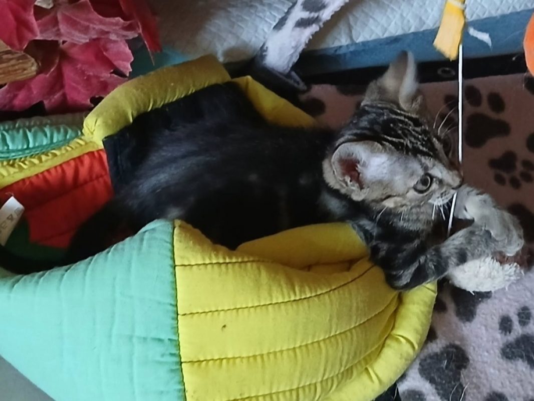 Mayo - Chat Européen à adopter - photo 3