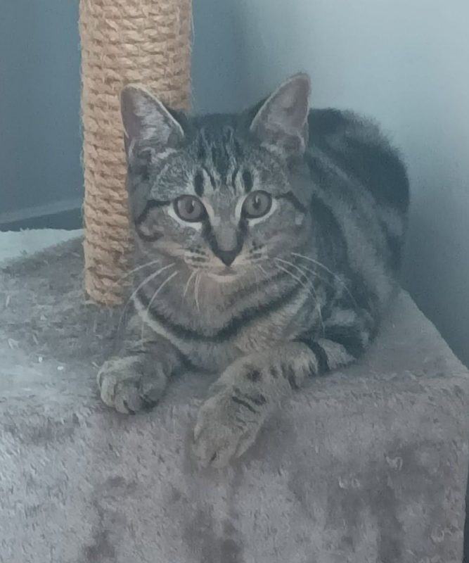 bulle 5 mois - Chat à adopter - photo 3