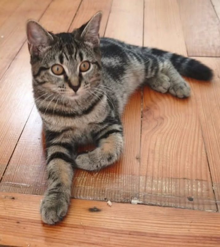 bulle 5 mois - Chat à adopter