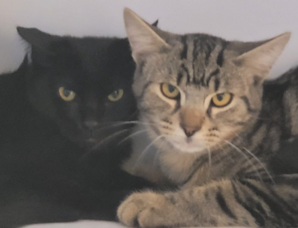 Aramis - Chat Européen à adopter