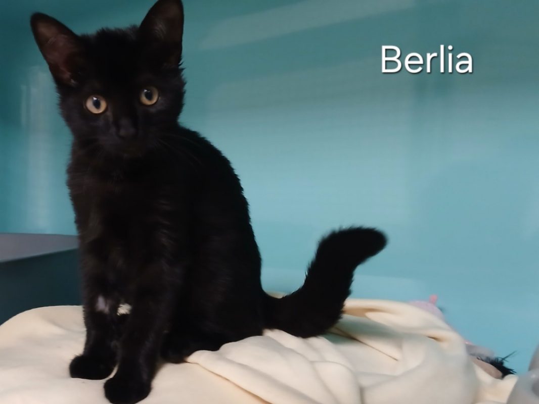 Berlia - Chat Européen à adopter