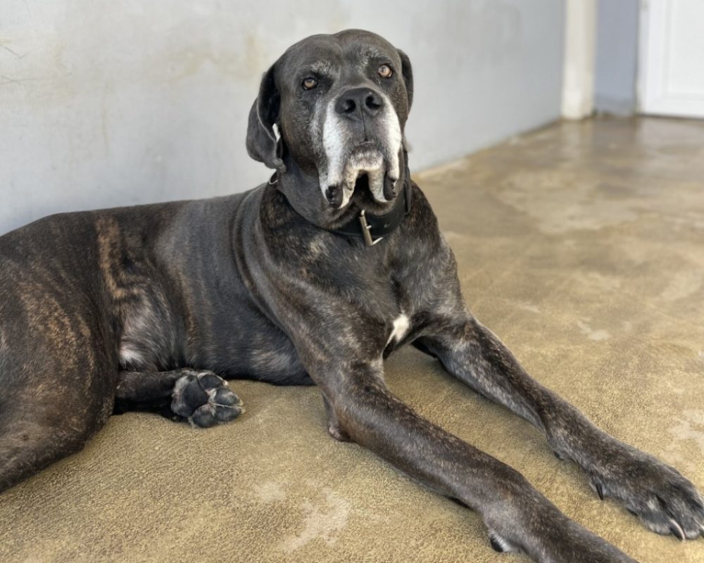 Pablo - Chien Cane Corso à adopter