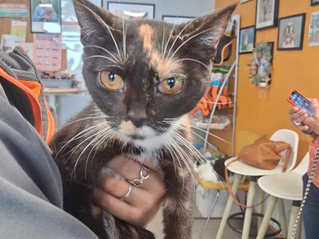 Princesse - Chat Européen à adopter