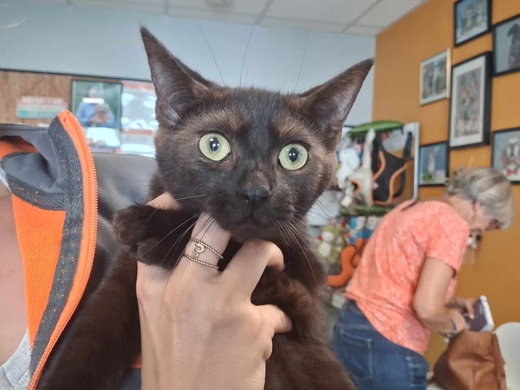 Simon - Chat Européen à adopter