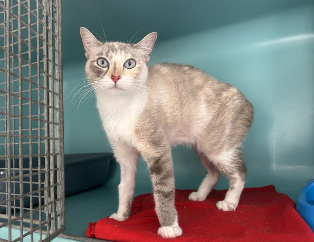 Nuit blanche - Chat Européen à adopter