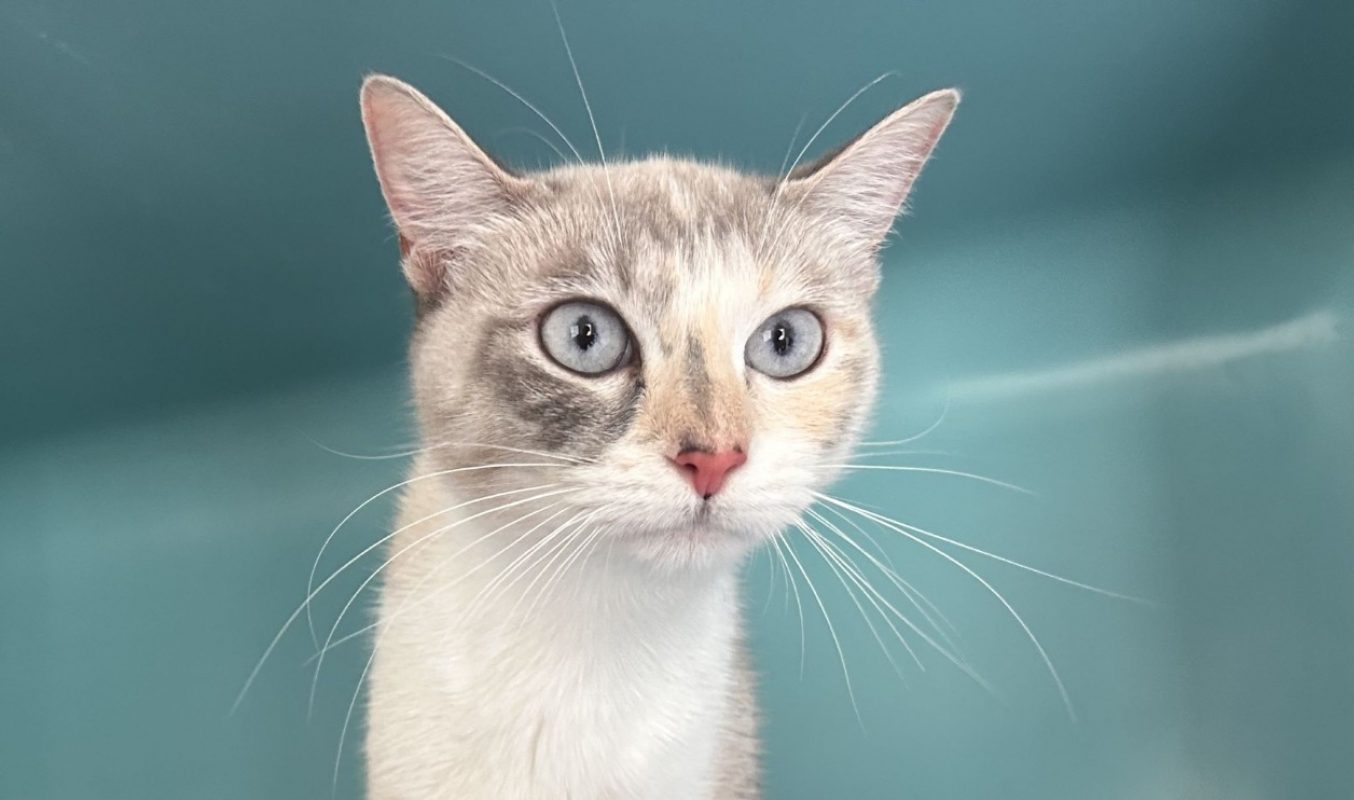 Nuit blanche - Chat Européen à adopter - photo 2