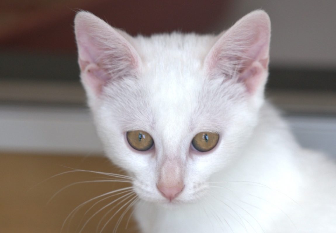 Venus - Chat à adopter