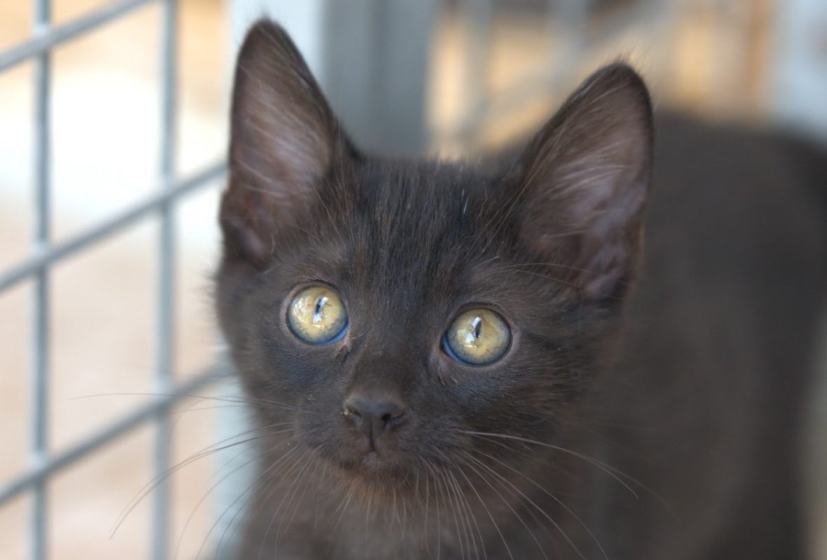 Jupiter - Chat à adopter