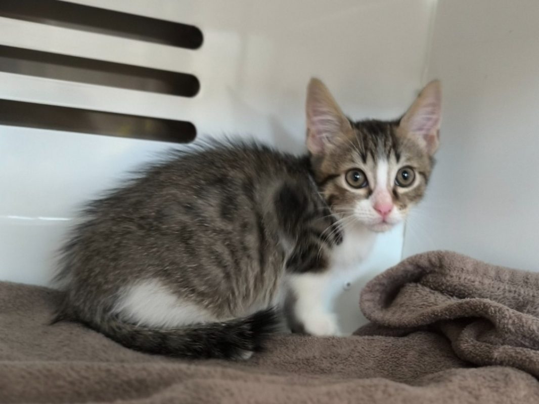 Yoko - Chat Européen à adopter
