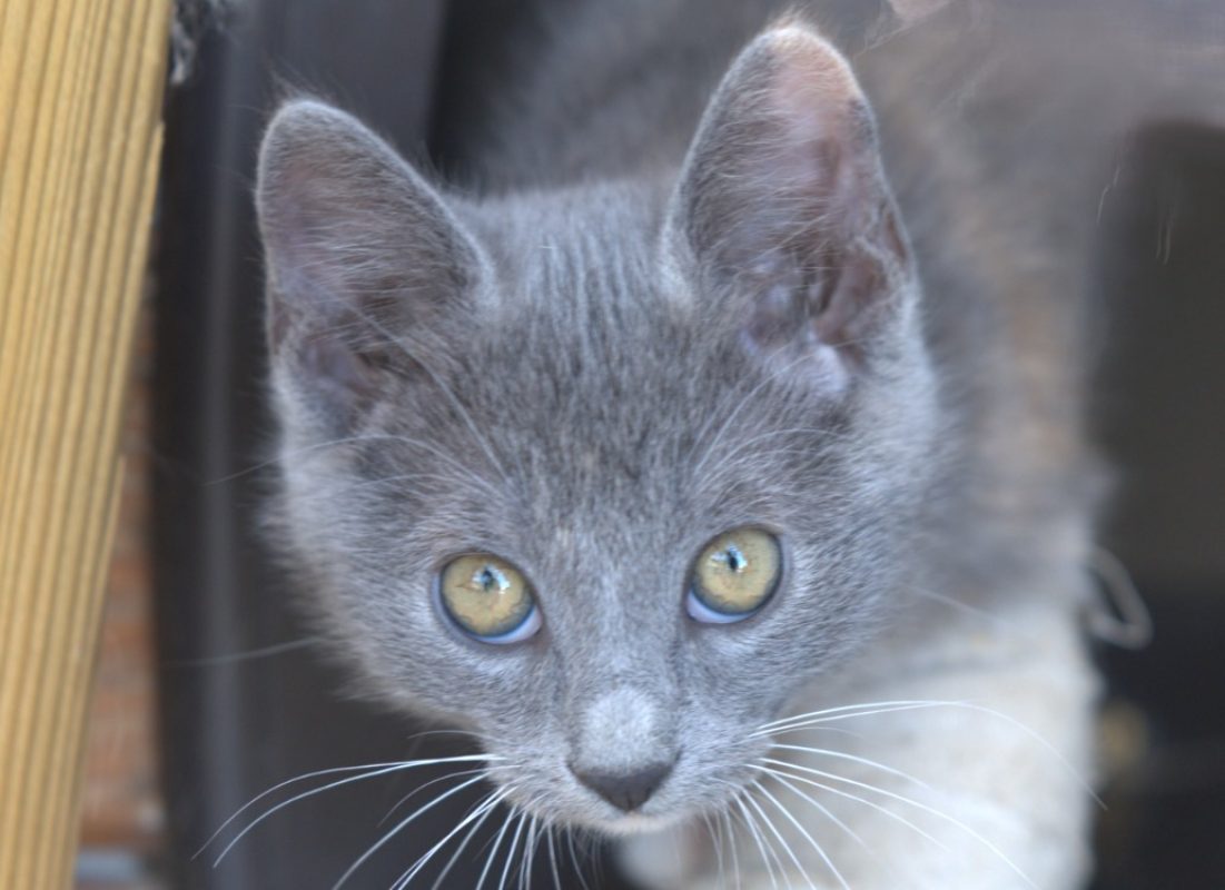 Uranus - Chat à adopter