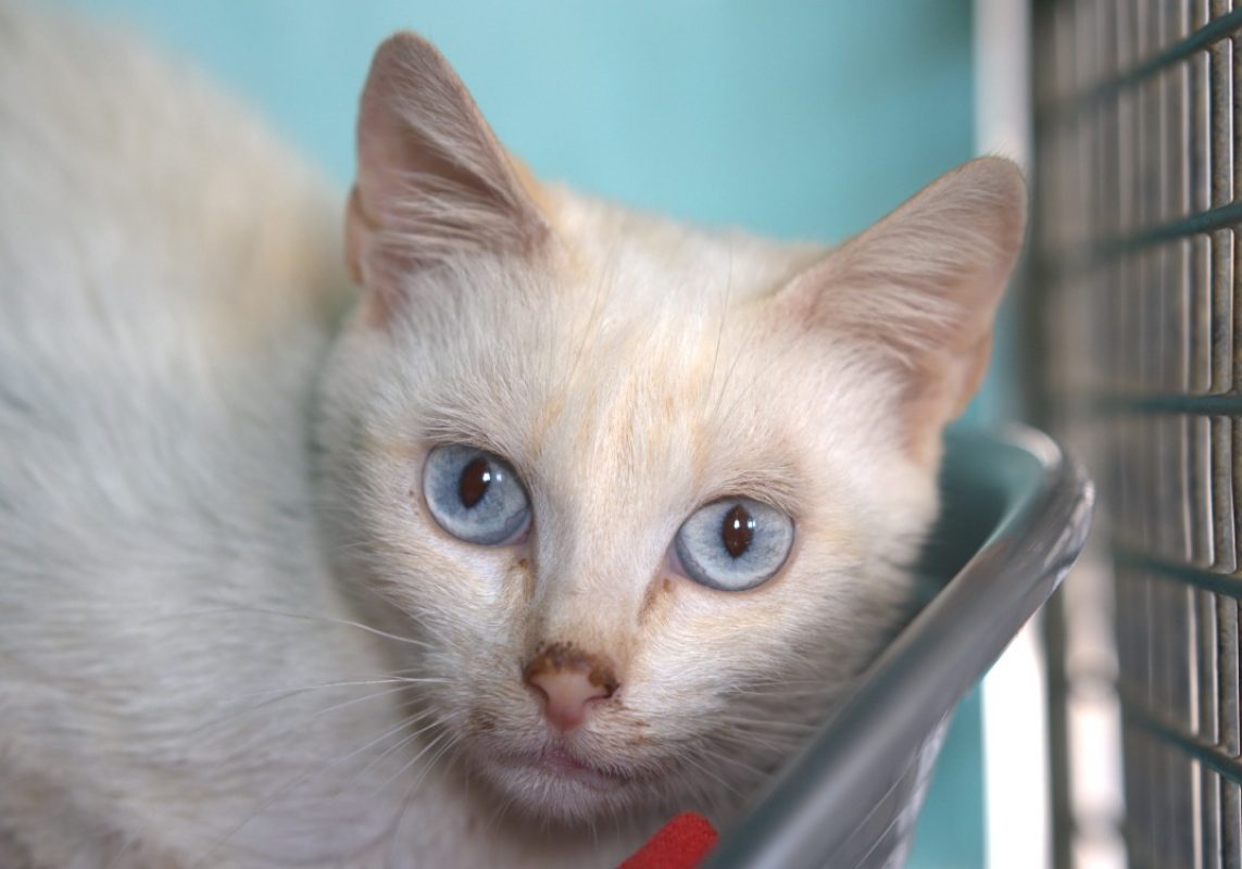 Creme - Chat à adopter