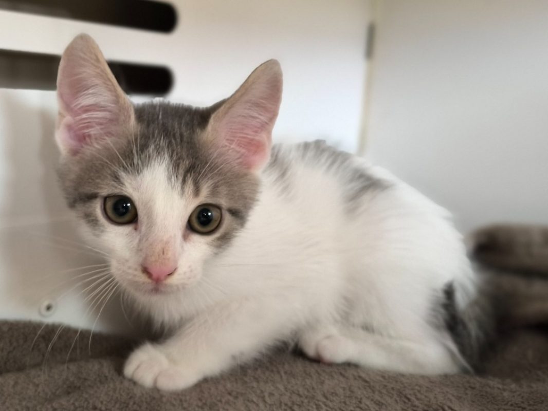 Yoshi - Chat Européen à adopter