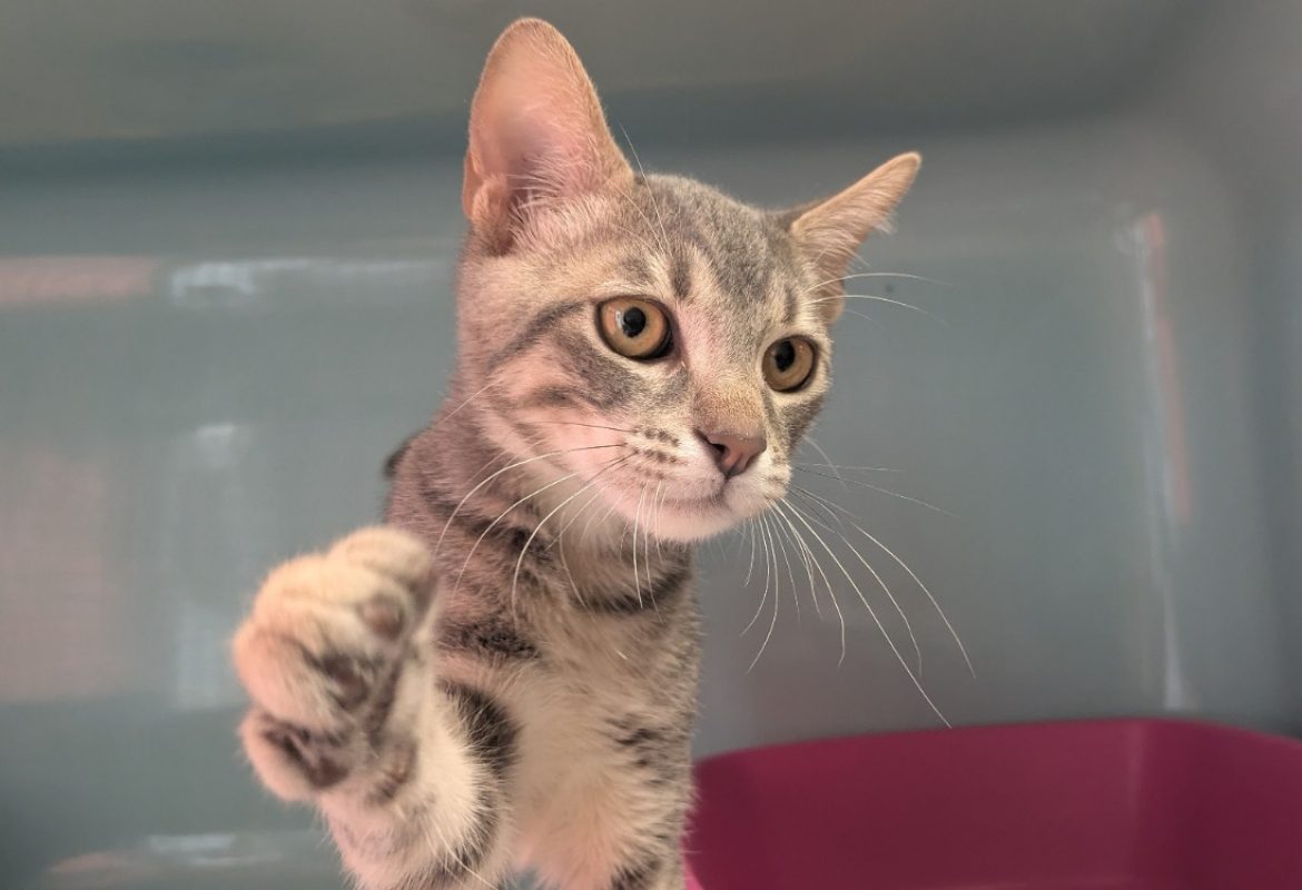 Iago - Chat Européen à adopter