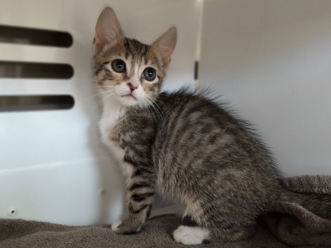 Yasmine - Chat Européen à adopter
