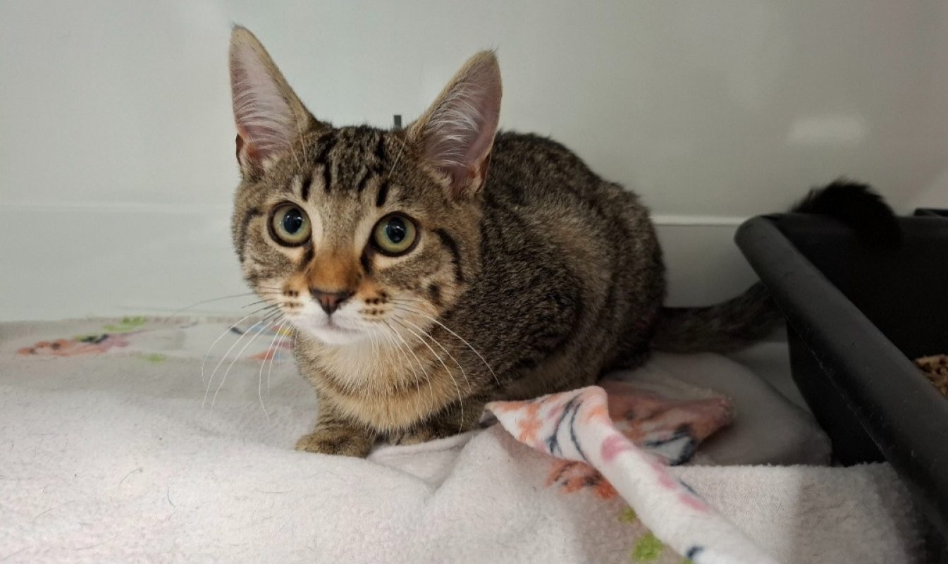 Guerlain - Chat Européen à adopter