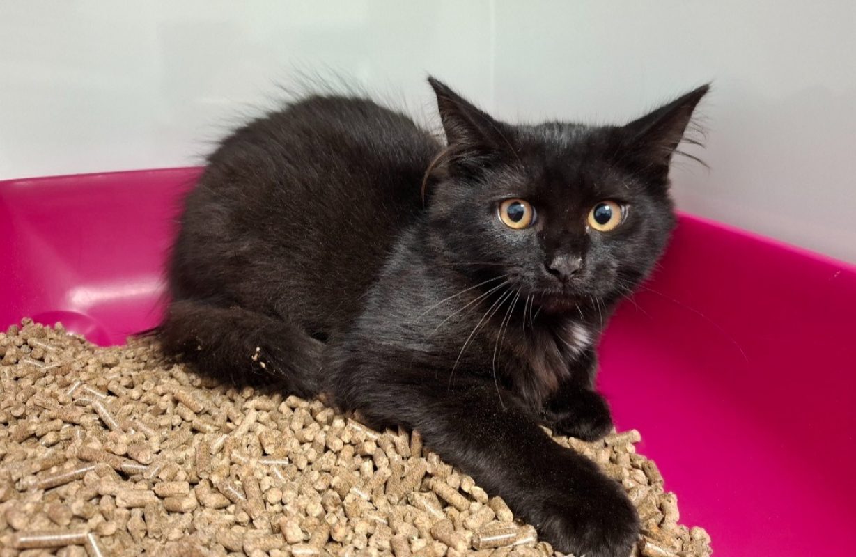 Sisley - Chat Européen à adopter