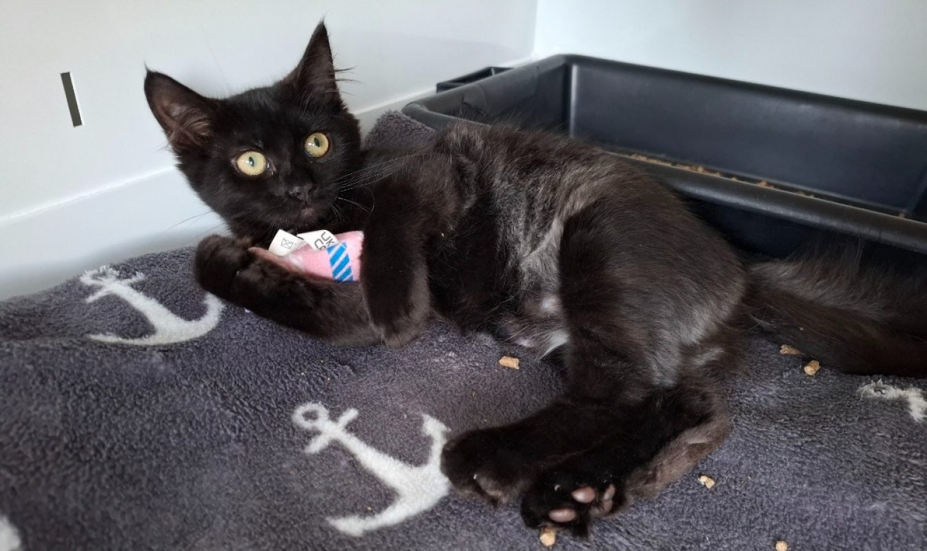 Gucci - Chat Européen à adopter