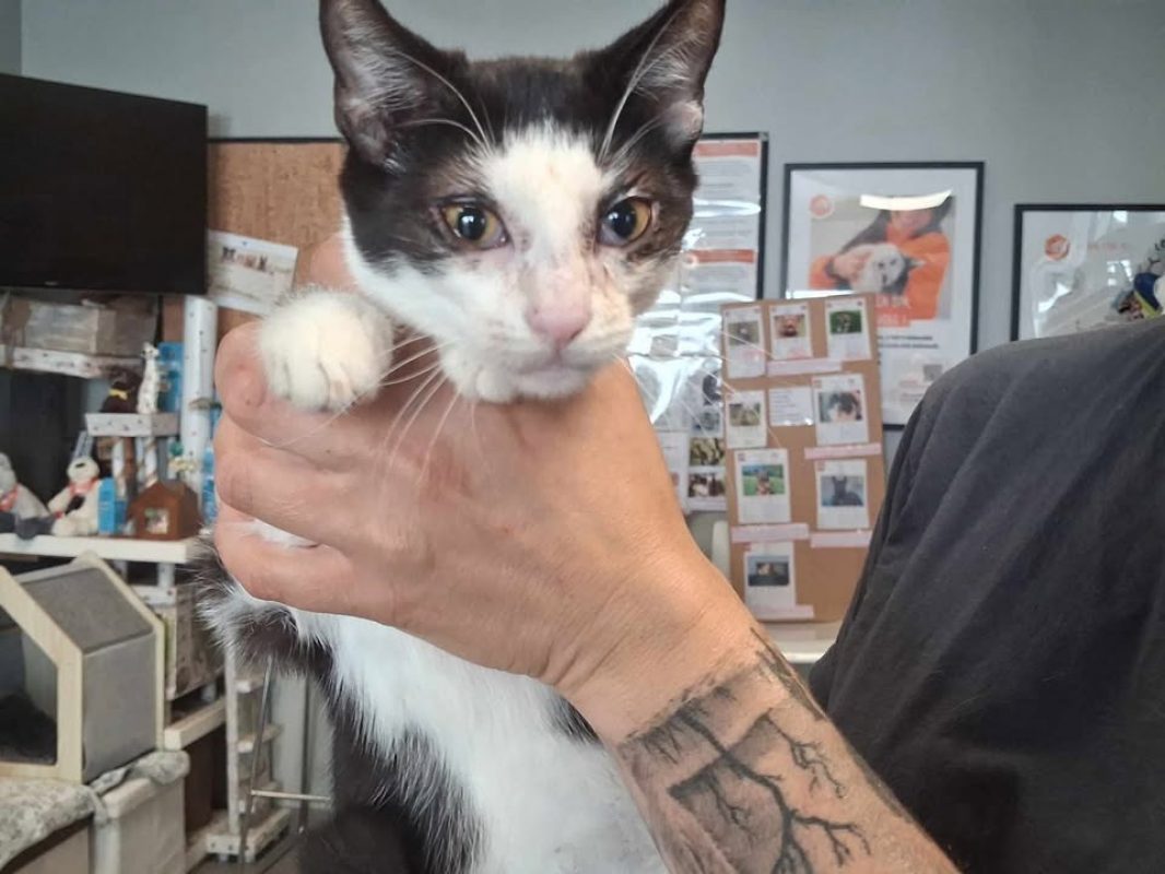 Winny - Chat Européen à adopter