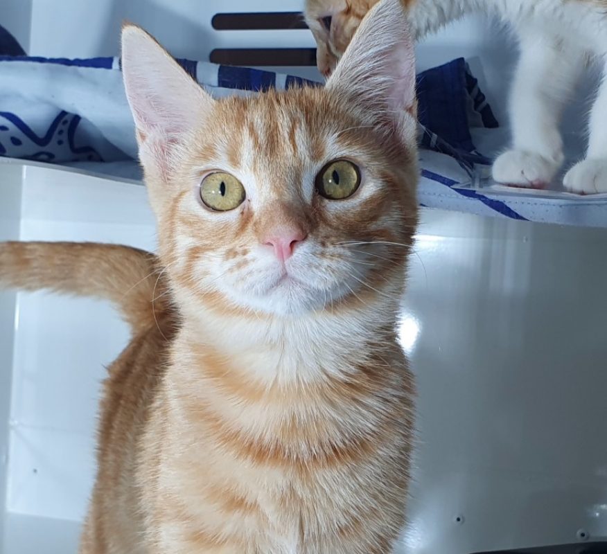 Casi - Chat Européen à adopter