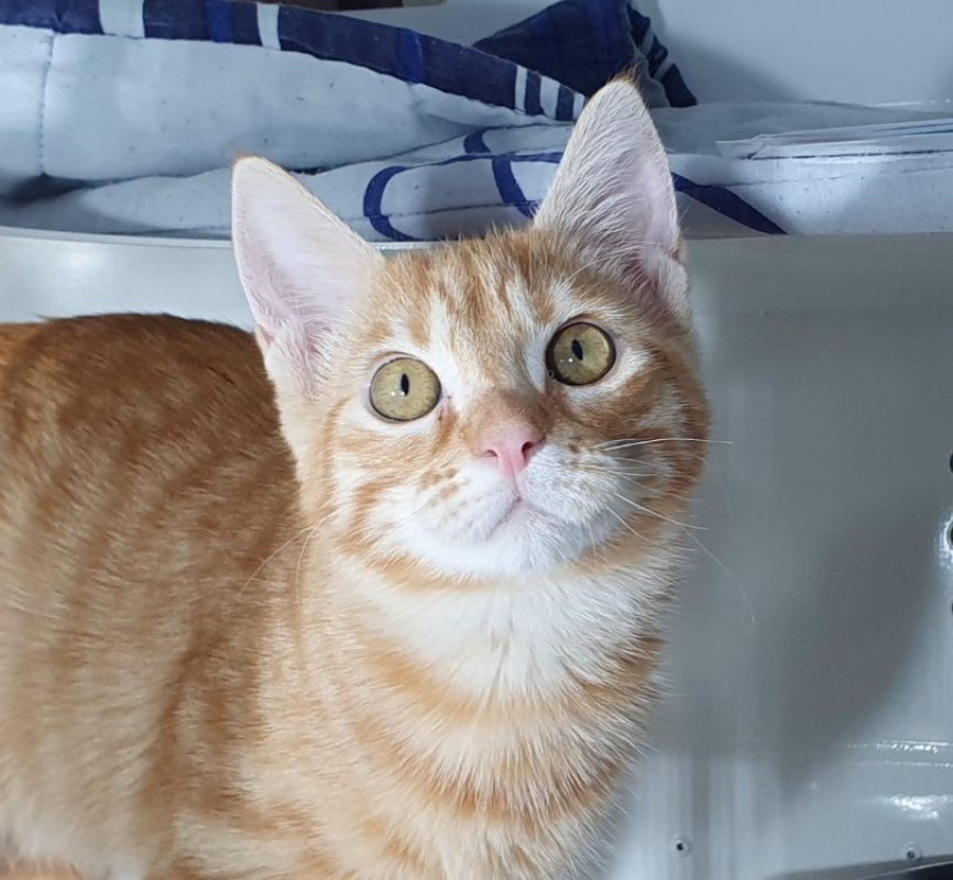 Casi - Chat Européen à adopter - photo 2