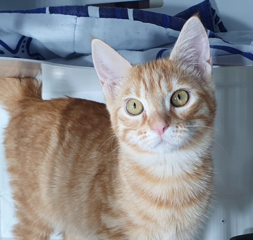 Casi - Chat Européen à adopter - photo 3