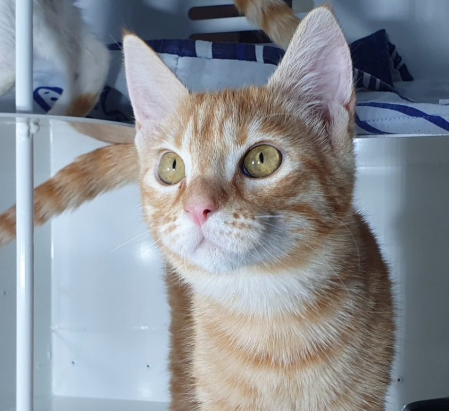 Casi - Chat Européen à adopter - photo 4