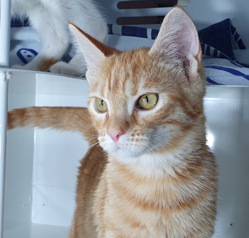 Casi - Chat Européen à adopter - photo 5