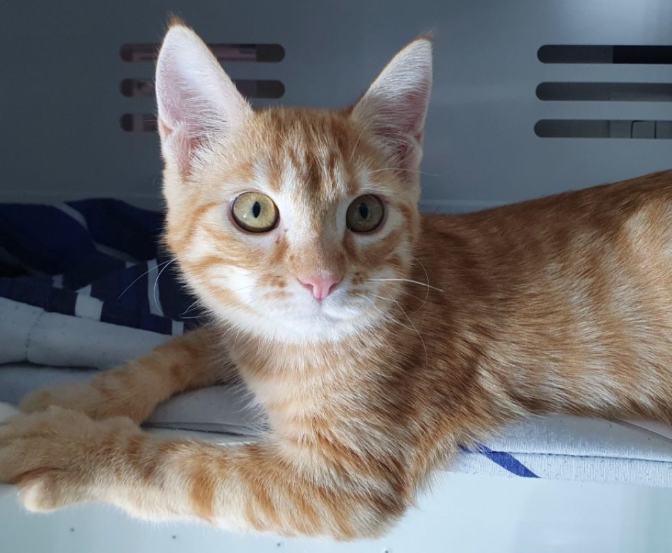 Casi - Chat Européen à adopter - photo 6