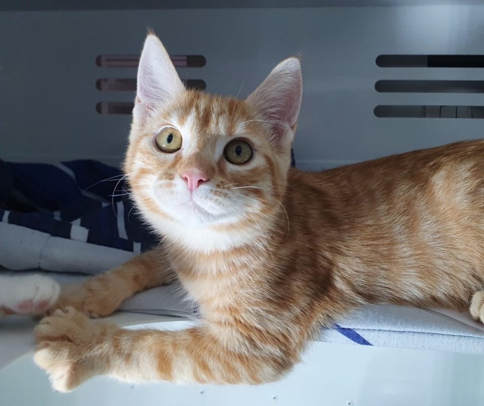 Casi - Chat Européen à adopter - photo 7