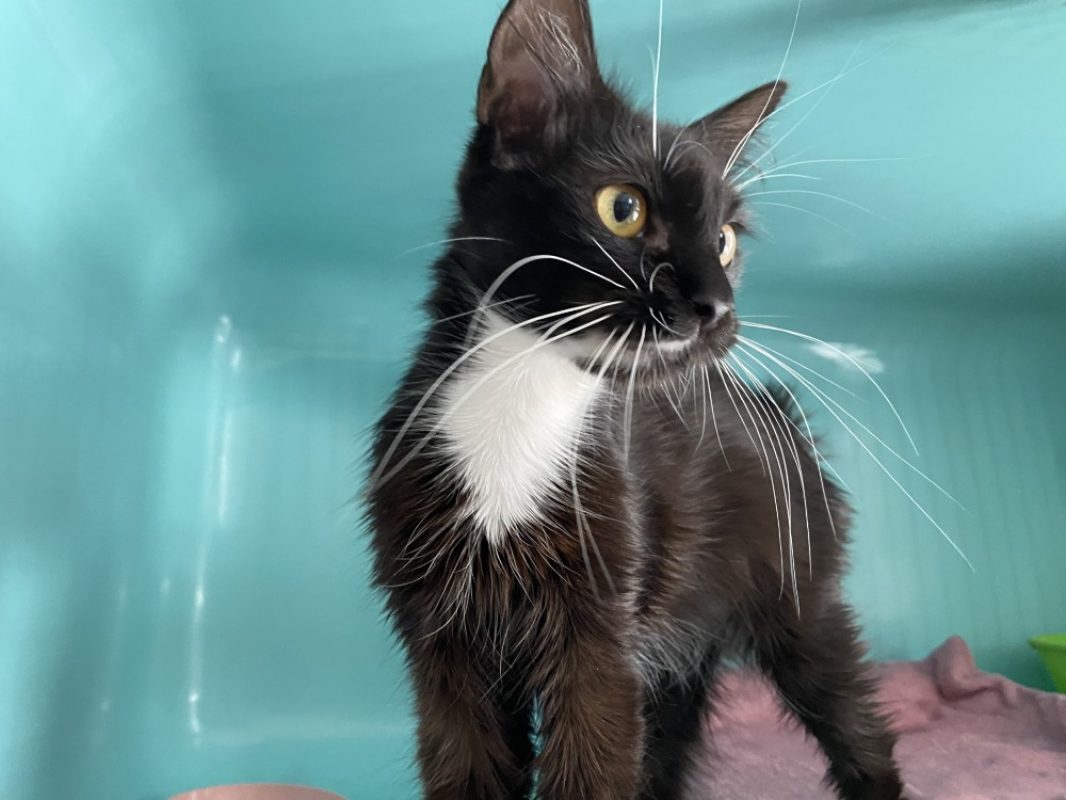 Faiska - Chat Européen à adopter