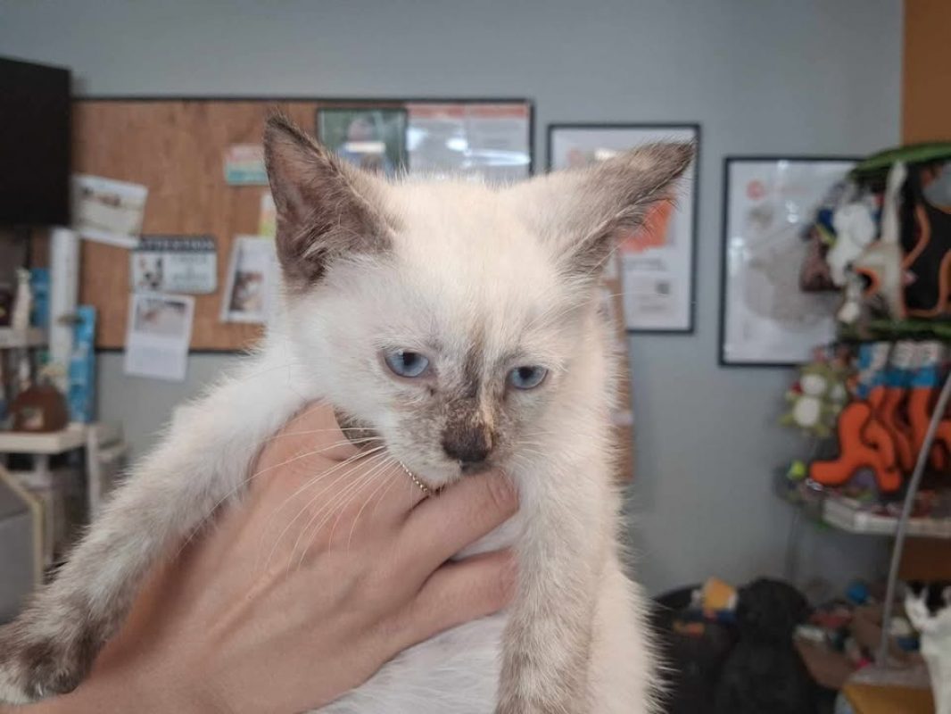 Willow - Chat Siamois à adopter