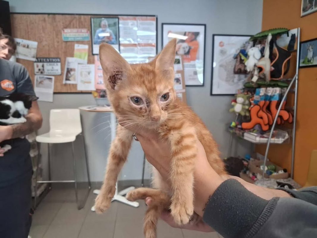 Jasper - Chat Européen à adopter