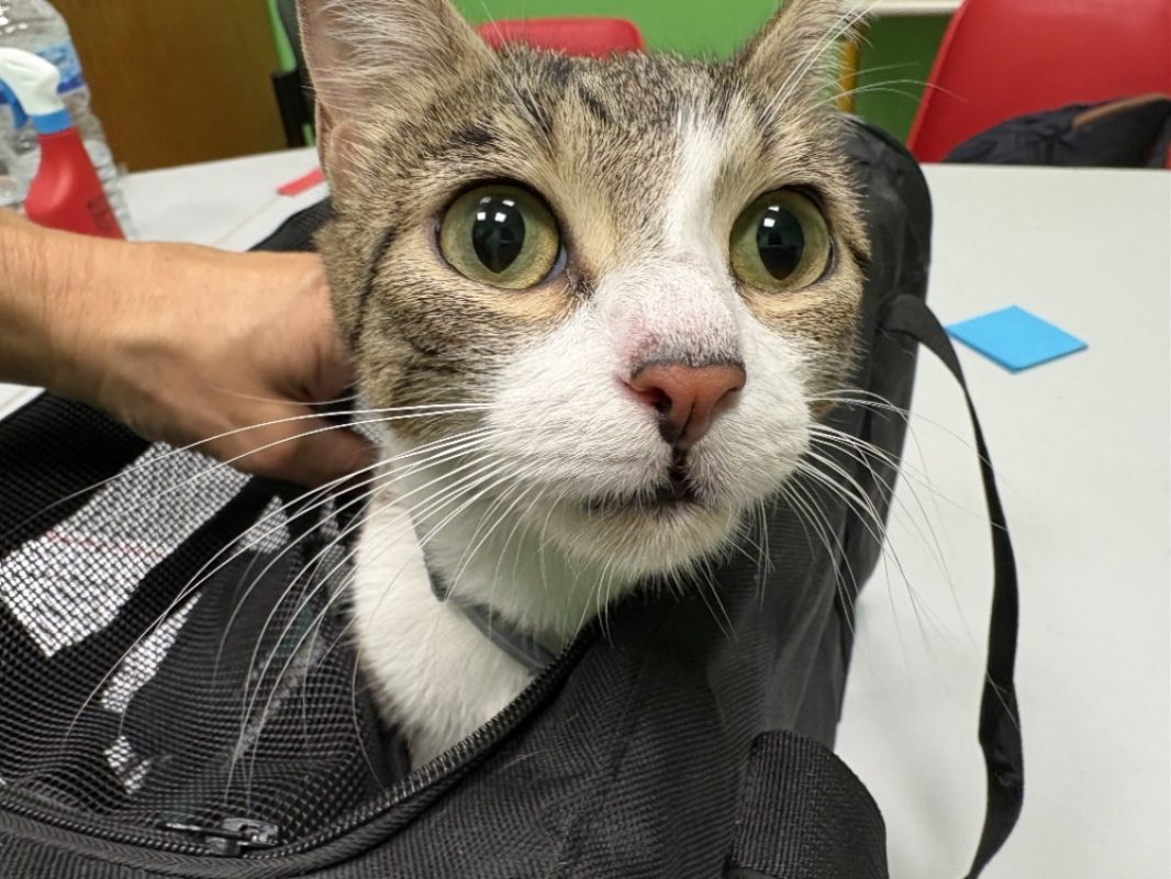 Coeur - Chat Européen à adopter