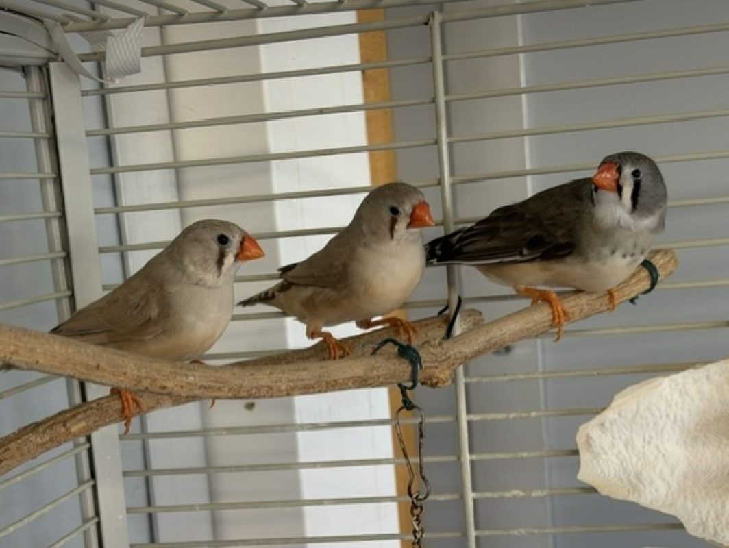 M10 - Oiseau à adopter