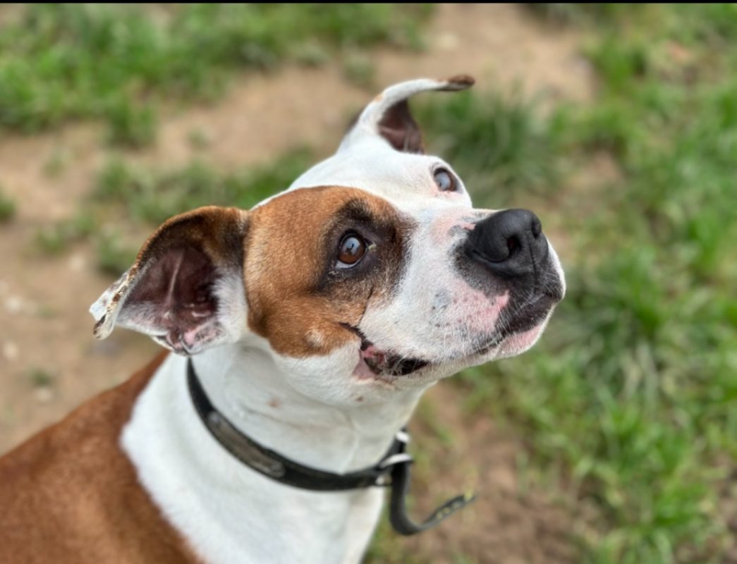 Perle - Chien à adopter