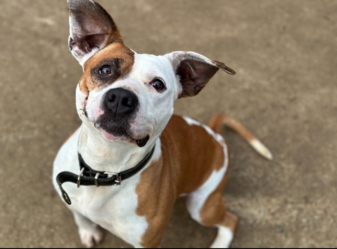 Perle - Chien à adopter - photo 3